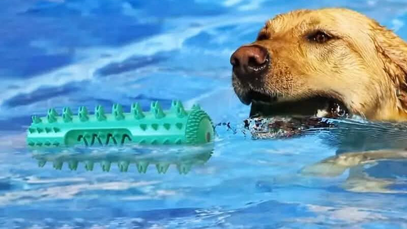 Dog Chew Toys Dog Toothbrush Stick